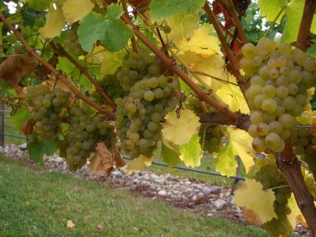 Sauvignon Blanc bunches at harvest -_Milcrest_Estate.JPG