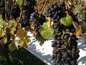 Milcrest Dolcetto Bunches 2013 vintage.JPG